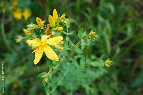 Perforate st john's-wort blooming in green meadow photo