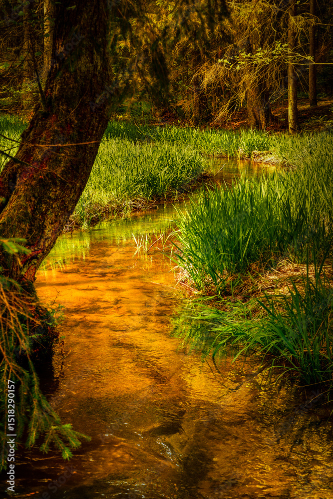 Obraz premium Small brook in the forest that shimmers golden in the light. 
