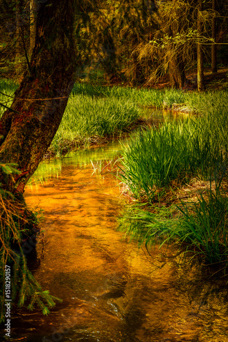 Small brook in the forest that shimmers golden in the light. 