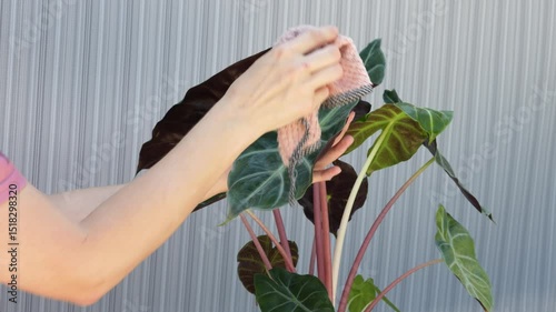 Woman Cleaning Alocasia Plant Leaves Indoors Houseplant Care, Natural Leaf Dusting with Cloth, Close-Up of Hand and Green Foliage in Home Interior, Caladium Leaf Maintenance Routine