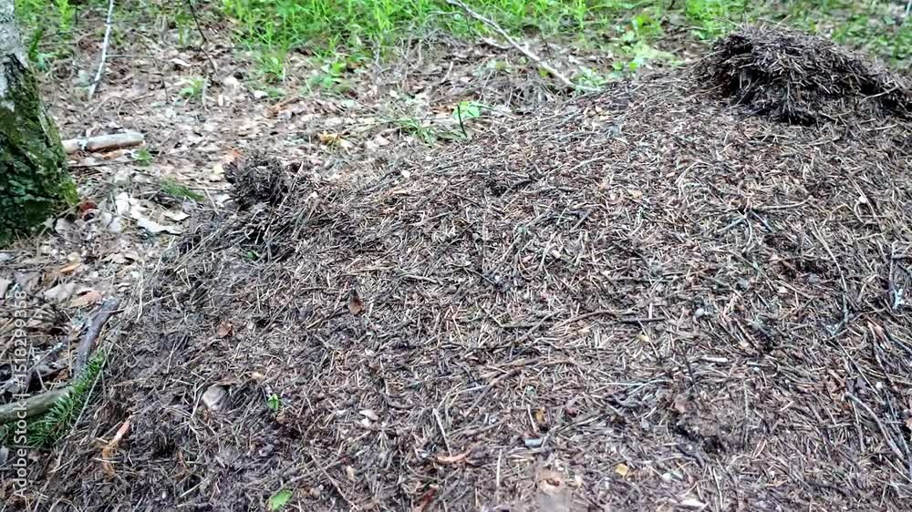Wild Spring Forest Ant Hill (Formica rufa) Wild Spring Forest Ant Hill (Formica rufa)