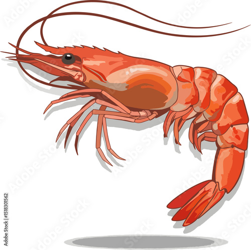 Isolated Vector Shrimp with Shadow Silhouette.