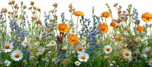 Chamomile, daisies, green grass cut out collage element, Wildflowers and grass bush cut out, Field grass and flowers bush made isolated on transparent background