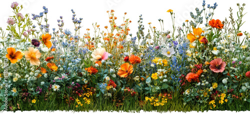 Bush made border isolated, Wildflowers and grass bush cut out, Field grass and flowers bush made isolated on transparent background