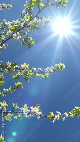 Dense cluster of small white flowers with golden centers, set against lush green leaves. The flowers form a beautiful and natural arrangement, highlighting their delicate appearance.