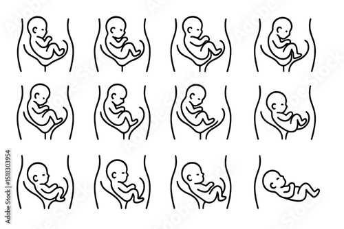 Illustration showing the stages of fetal development in the womb from early gestation to birth