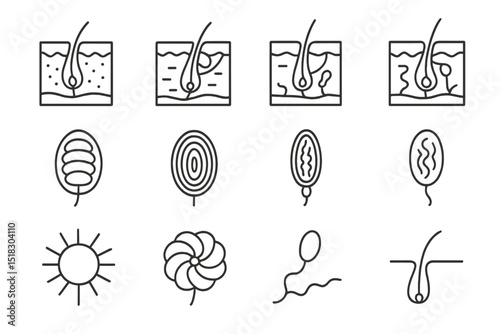 Illustration showing hair follicle development and various cellular structures in human biology
