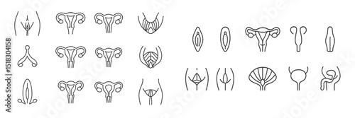 Various sketches depicting female reproductive system anatomy and structures for educational purposes