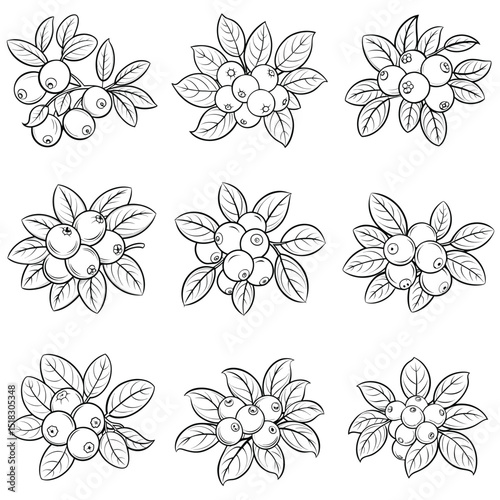 Cranberry fruit outline vector illustration isolated on white background.