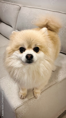 White Pomeranian Dog Pet Puppy Happy Cute Smile In Home With Seat Sofa Furniture Interior Decoration In Living Room