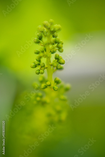 Spring time in the garden