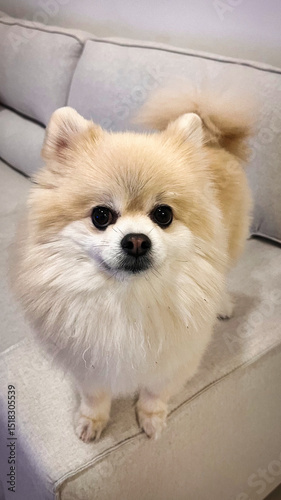 White Pomeranian Dog Pet Puppy Happy Cute Smile In Home With Seat Sofa Furniture Interior Decoration In Living Room