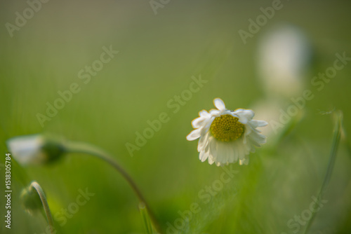 Spring time in the garden