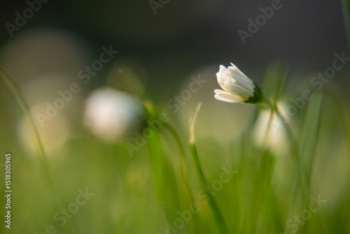 Spring time in the garden