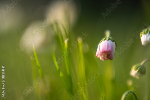 Spring time in the garden