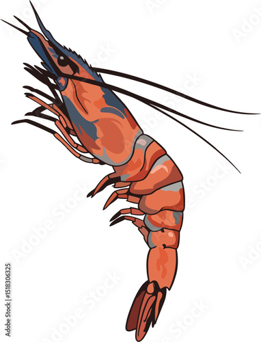 flat shrimp, two-tone color, clear vector lines