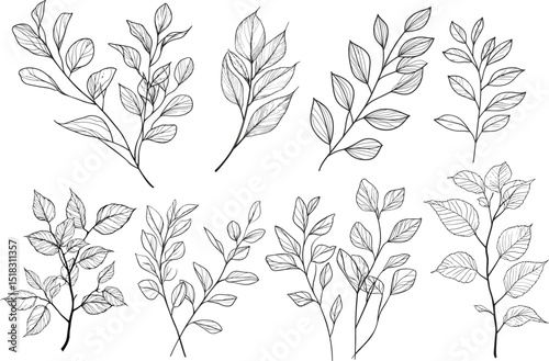 Black and White Botanical Leaf Sketch Bundle, Line Art Bundle of Botanical Branch Designs for Pattern Design.