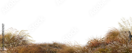 3D render of grass and plants in autumn on a transparent background	