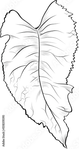 Horseradish leaf botanical detailed vector