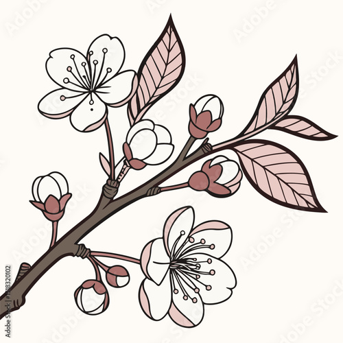 Beautiful vector showing cherry blossom flowers in bloom on a white background, expressing the serenity of spring.