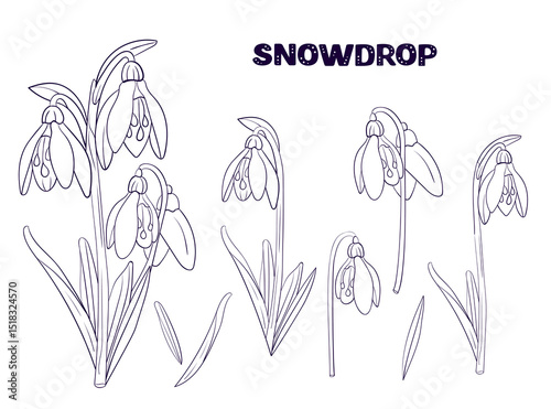 set snowdrop spring wild flowers black and white line. collection outline flower drawn in vector by hand on white isolated background