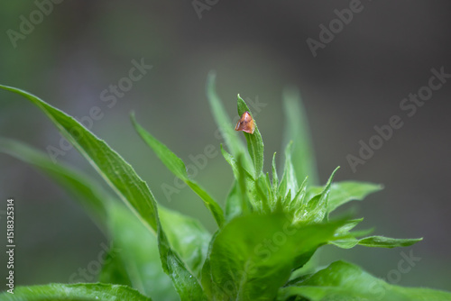 Tiny brown insect resting on green leaves
