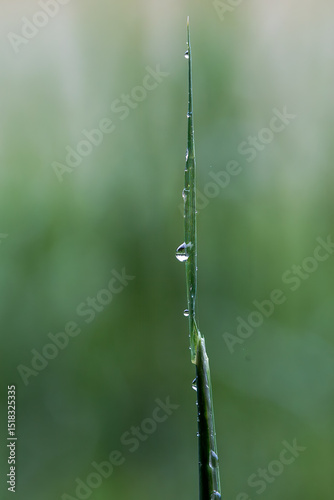 Raindrops on grass tip in natural light