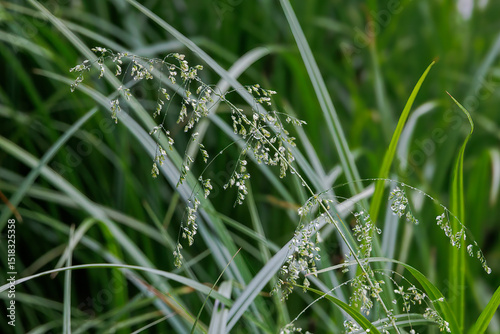 Grass with tiny droplets after rain
