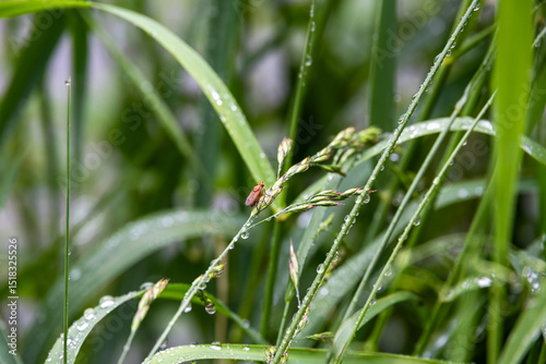 Grasses with raindrops and a small fly