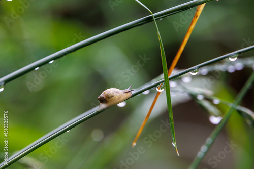Small snail crawling on grass blade after rain