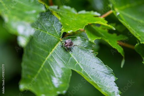 Leaf with a shield bug nymph