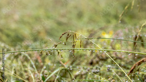 Delicate grass blades with dewdrops in a meadow