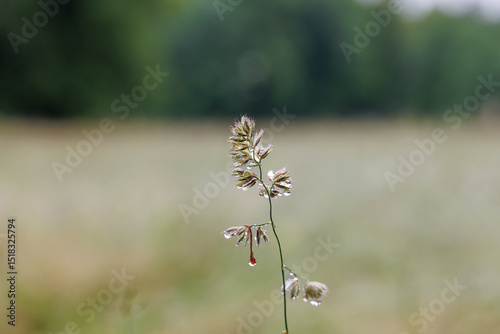 Grass flower head with raindrops