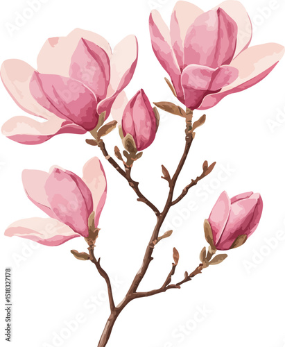Beautiful Pink Magnolia Branch with Blossoms and Buds