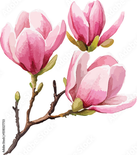 Delicate Pink Magnolia Blossoms on Branch Watercolor Style