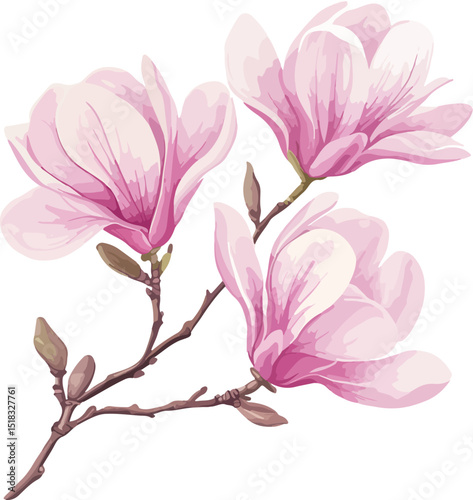 Delicate Pink Magnolia Branch with Blossoms
