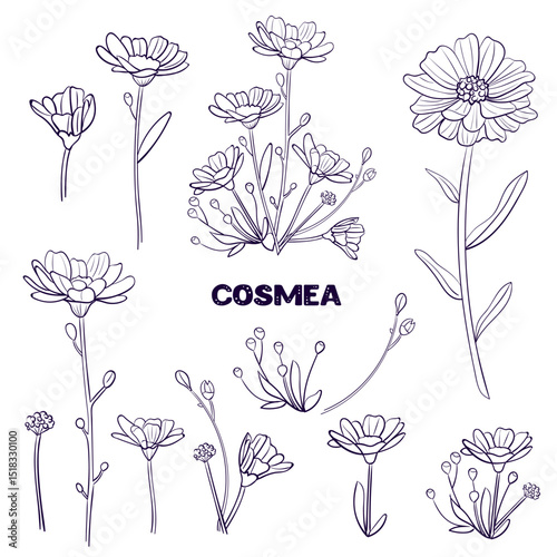 set cosmea spring wild flowers cosmos black and white line. collection outline flower chamomile drawn in vector by hand on white isolated background
