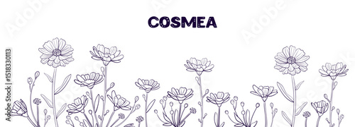 set cosmea spring wild flowers cosmos black and white line. collection outline flower chamomile drawn in vector by hand on white isolated background
