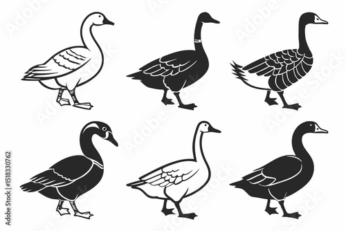 group of geese