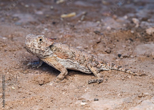 gekko  photo