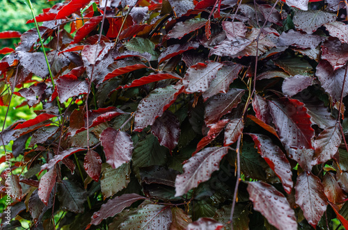 Red leaves of Likidambaru. Branches with red leaves covered with small raindrops. Blurred nature background. photo