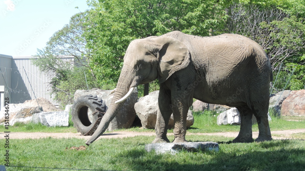 Fototapeta premium Éléphants