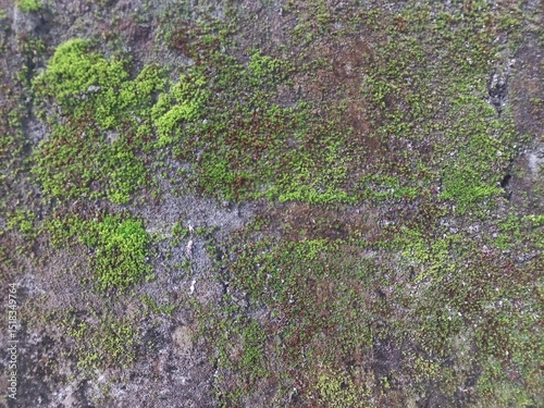Green moss grows on the outer wall. Moss grows due to the damp factor on the wall which is often exposed to rain. Nature photography for collections, wallpapers, backgrounds, and scientific papers.