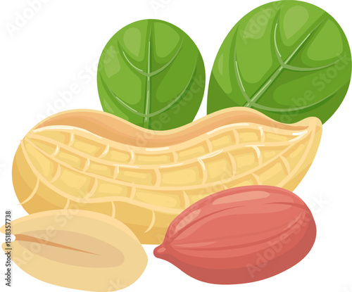Open peanut shell revealing two nuts and two green leaves showing the inside of the shell and the nuts inside, isolated on white background
