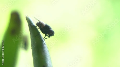 A housefly rests on an olive-green leaf, its tiny legs gripping the surface, wings shimmering slightly in the sunlight.