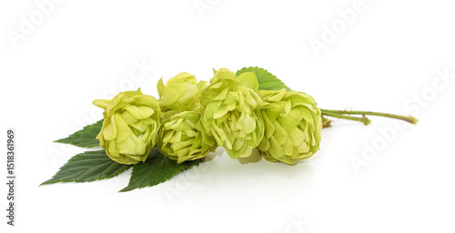 Valokuvatapetti Bunch of yellow hop cones.