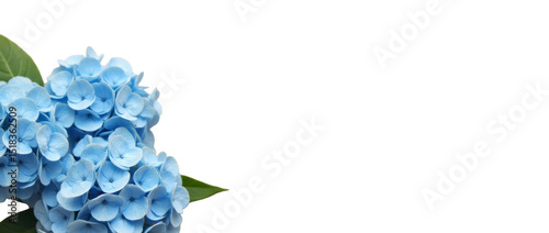 A Calm Arrangement of Blue Hydrangeas Placed Vertically on the Left Side Against a Sandy Beige Background, Floral Composition
