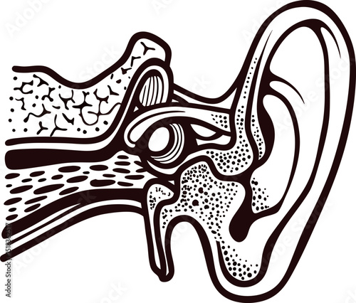 Detailed anatomical illustration of human ear structure showing internal and external parts in vintage engraved