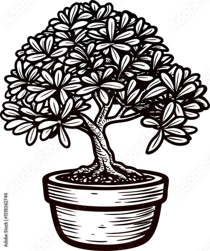 Intricate hand drawn bonsai tree in ceramic pot isolated on white background, botanical vintage sketch illustration