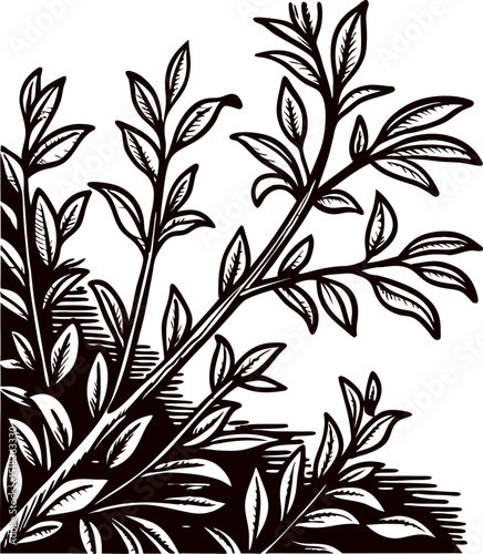 Vintage botanical engraving of leafy plant branches in black and white corner design